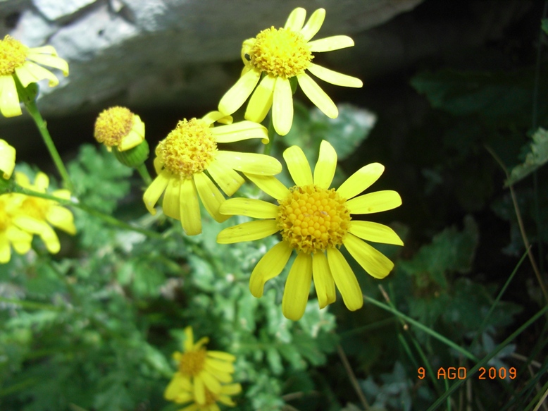 Senecio squalidus subsp. rupestris/ Senecione delle rupi